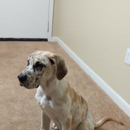 Chihuahua, Great Dane, and Labrador Retriever Puppies from TnT's K9 Haven