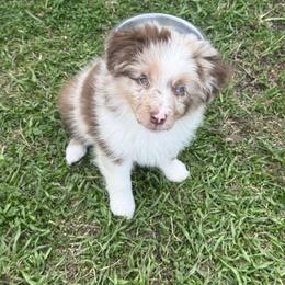 Bronze - Red merle male Miniature Australian Shepherd puppy in Gatesville, Texas from Southern Promise Aussie’s