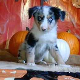 Garth - Blue merle male Miniature Australian Shepherd puppy in Elkhart, Texas from Donaldson Dogz