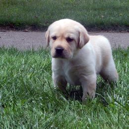Labrador Retriever Puppies from Destiny Labradors