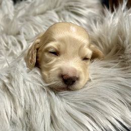 Boy 1 - Cream male Dachshund puppy in Bartlesville, Oklahoma from OkieDokieDox