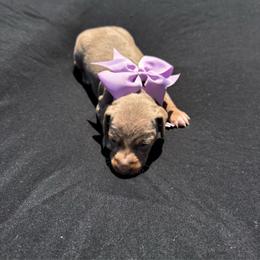Dahlia - AKC - Fawn (isabella) and tan female Dachshund puppy in Indian Trail, North Carolina from Hilda’s Teenie Weenies