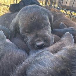 Lilac - Black female Labrador Retriever puppy in Middleton, New Hampshire from Tag Hollow