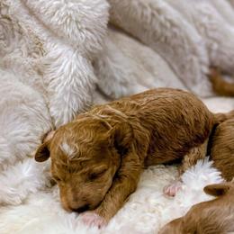 Juliette - Cream female Poodle puppy in Utica, Ohio from Poodle Me Crazy