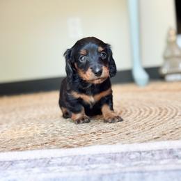 Pearl (READY ON MOTHERS DAY) - Black and tan female Dachshund puppy in Salters, South Carolina from Long-Pine Dachshund