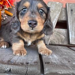 Ant-man - Dapple male Dachshund puppy in Afton, Oklahoma from C5 Doodles