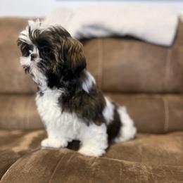 AKC Little Scout - Tricolor male Shih Tzu puppy in Greenville, South Carolina from Babyface Shih Tzu