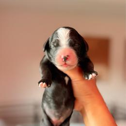 Red - Black and white female Bernedoodle puppy in Cold Spring, Minnesota from A.N.A. Doodles