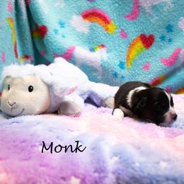 Monk - Black tri-color male Australian Shepherd puppy in Benton City, Washington from Eventide Australian Shepherds