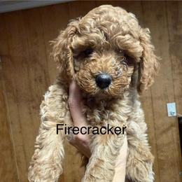 Firecracker - Apricot male Poodle puppy in Greensburg, Kentucky from Doodle Me Crazy
