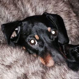 Ebby - Dachshund