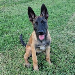 PURPLE - Black sable female Belgian Malinois puppy in Paragould, Arkansas from DANGER CLOSE MALINOIS
