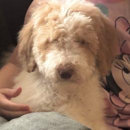 Girl 3 - Poodle puppy from Kelley’s Poodle Patch