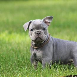 French Bulldog Puppies from Willow Farm