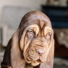 Bloodhounds from Hat Creek Kennel