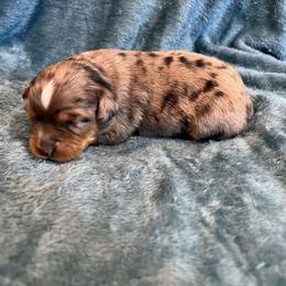 Jax - Blue merle male Toy Australian Shepherd puppy in Nocona, Texas from Rafter O Toy Aussies and Mini Heelers