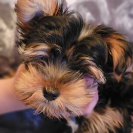 Biewer Terriers, Morkies, Yorkipoos, and Yorkshire Terriers from Yorkie Your Soulmate Puppy