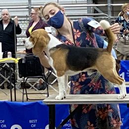 Teddy - Beagle
