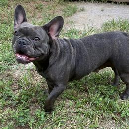 Aurora - French Bulldog
