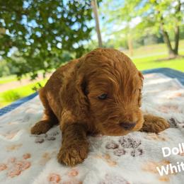 Cockapoo Puppies from Ashley Dedmon