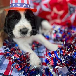 Girl 2 - English Springer Spaniel puppy in Swainsboro, Georgia from Sweet Georgia Springers