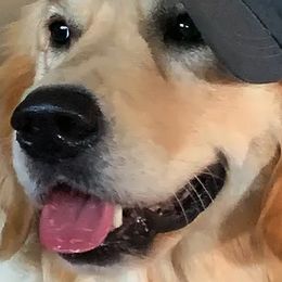 Golden Retrievers from Bokamo Goldens