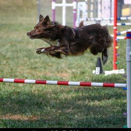 Kiwi - Border Collie