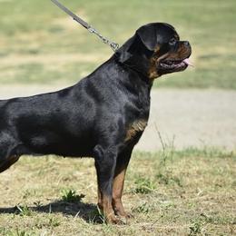 Rosie - Rottweiler