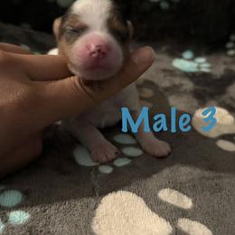 Make 3 - Parti male Yorkshire Terrier puppy in Fredericksburg, Virginia from VA Exclusive Yorkies