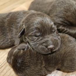 Boy 9 - Chocolate male Labrador Retriever puppy in Helena, Montana from Whistling Wings Retrievers, LLC.