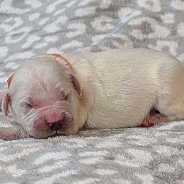 Moose - Light golden male Golden Retriever puppy in Falcon, Missouri from Edge Farm LLC