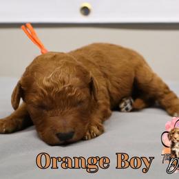 Orange boy - Red  male Goldendoodle puppy in Enfield, Connecticut from Sweet Connecticut Doodles