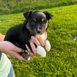 Espresso - Black tri female Miniature Australian Shepherd puppy in Mount Carmel, Tennessee from Hill Top Mini Aussies