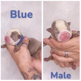 Blue collar - Lilac tri-color male Bulldog puppy in Seattle, Washington from Authentic Bullys