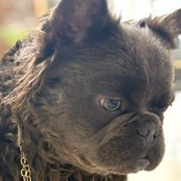 Casino - French Bulldog