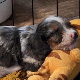 Zeus 4,550 - Dapple male Dachshund puppy in Tonopah, Arizona from Desert Diamond Dachshunds
