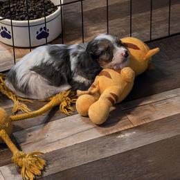 Zeus 4,550 - Dapple male Dachshund puppy in Tonopah, Arizona from Desert Diamond Dachshunds