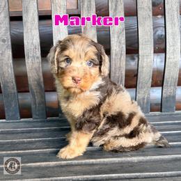 Marker - Chocolate merle female Bernedoodle puppy in Banner Elk, North Carolina from Walnut Tree Bernedoodles