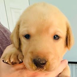 Lilac - Yellow female Labrador Retriever puppy in Rock Hill, South Carolina from North Star Retrievers