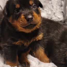 Girl 4 - Black and mahogany Rottweiler puppy in Tucson, Arizona from Vertrag Rock Rottweiler