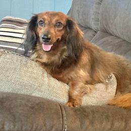 Tessie - Dachshund