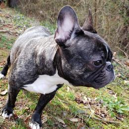 French Bulldogs from Fatbat Frenchies