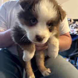 Purple collar - Red tri-color male Australian Shepherd puppy in Defuniak Springs, Florida from Blue Cypress Stock dogs