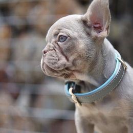 French Bulldogs from Frenchiesnest