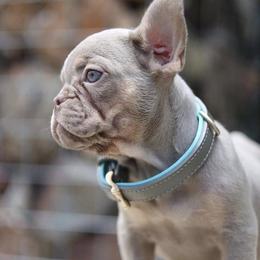 French Bulldogs from Frenchiesnest