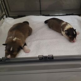 Shetland Sheepdog puppies from Maple Leaf Shelties