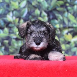 Miniature Schnauzer Puppies from Imperial Schnauzers