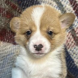 Chai (beige) - Red Pembroke Welsh Corgi puppy in Washington from KB Corgis