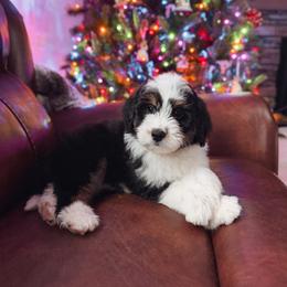 Aussiedoodle and Goldendoodle Puppies from Montana Raised Doodles