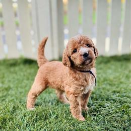 Dixie - Red female Labradoodle puppy in Elizabeth City, North Carolina from Howdy Doodles